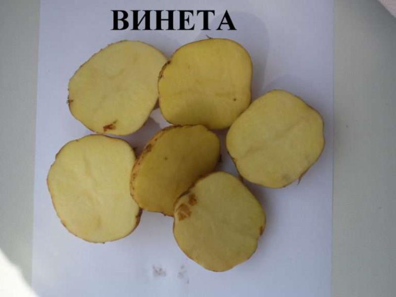 إيجابيات وسلبيات البطاطس فينيتا من الأصناف