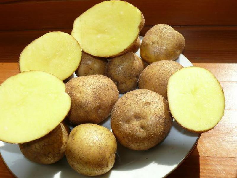 البطاطس veneta متنوعة وصف الصورة والاستعراضات