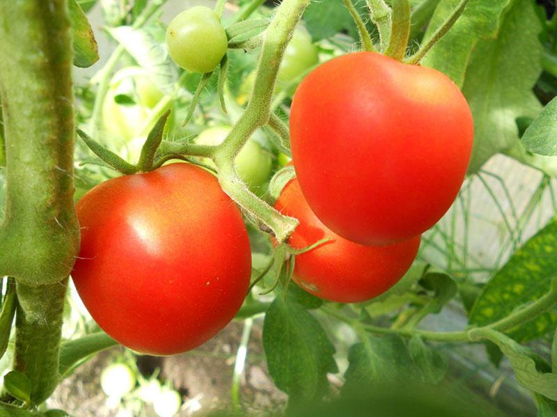 vlastnosti pěstování rajčatové verlioky plus