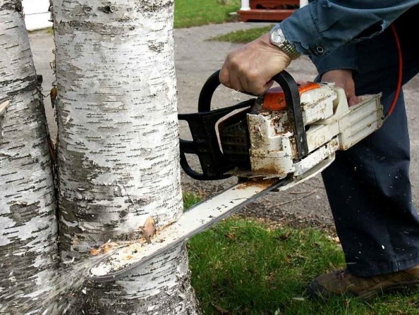 Sommerbewohner fällen Bäume