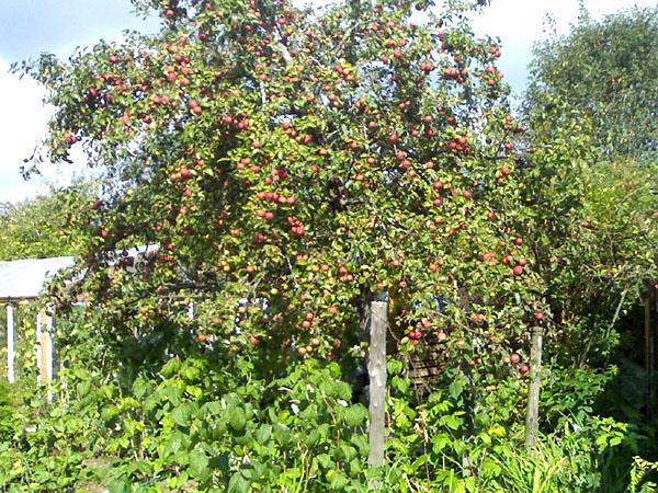 Apfelbaum Silberhuf im Garten