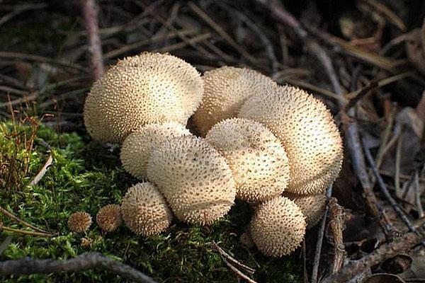 houba pláštěnka má léčivé vlastnosti