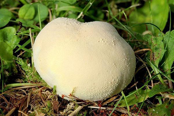 houba pláštěnka louka
