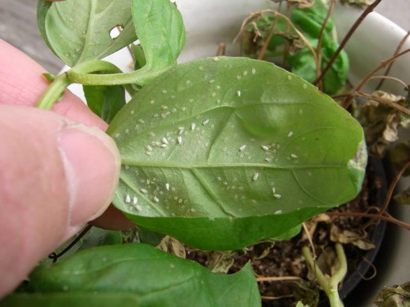 كيفية محاربة الذبابة البيضاء على النباتات الداخلية