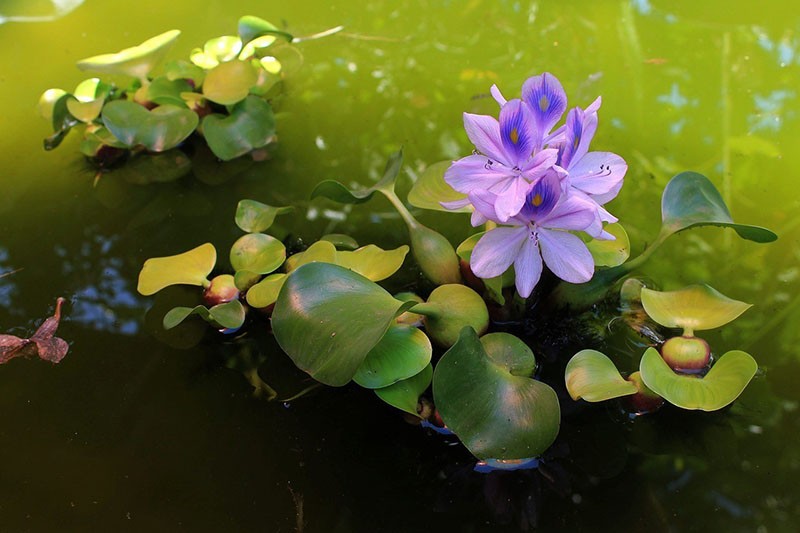 jednoděložný rostlinný vodní hyacint