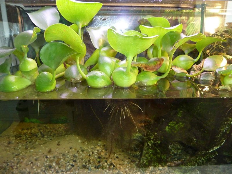 vodní hyacint eichornia v akváriu