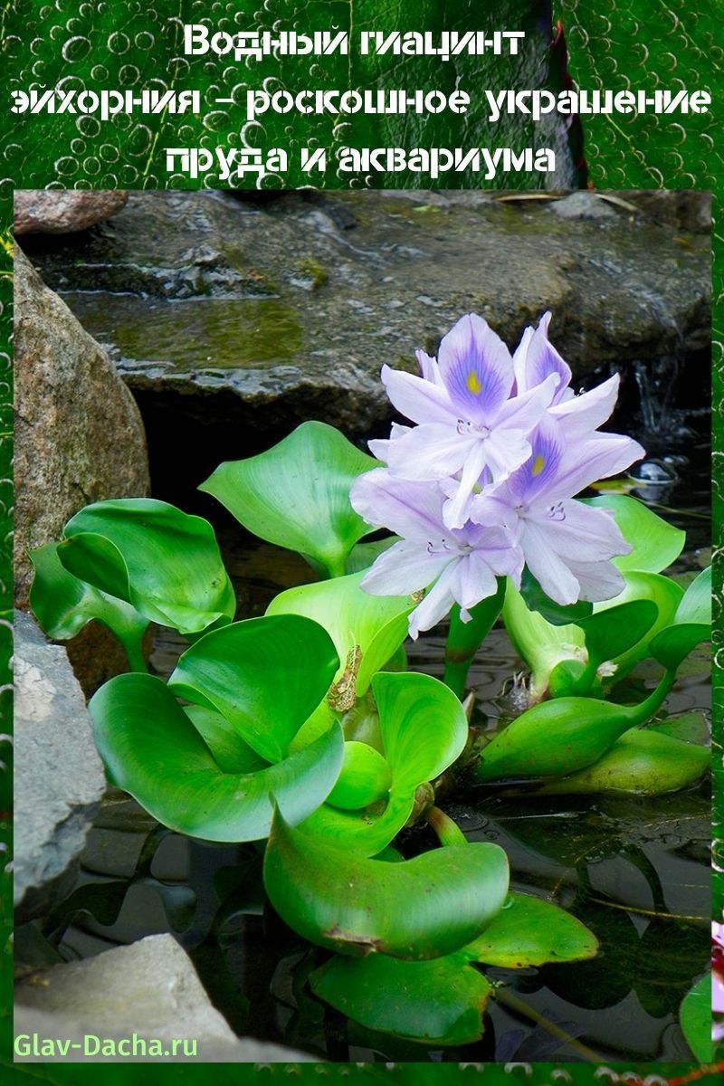 vodní hyacint eichornia