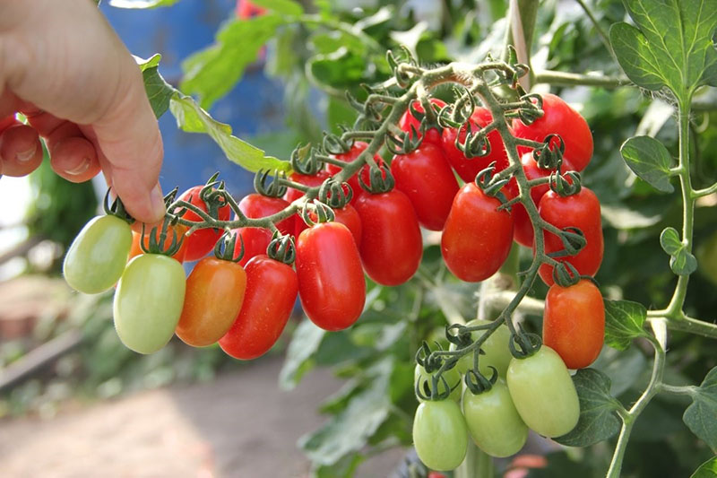 Tomaten reifen