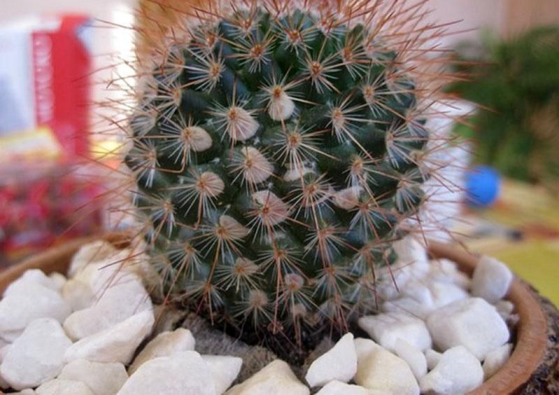 zdravý kaktus