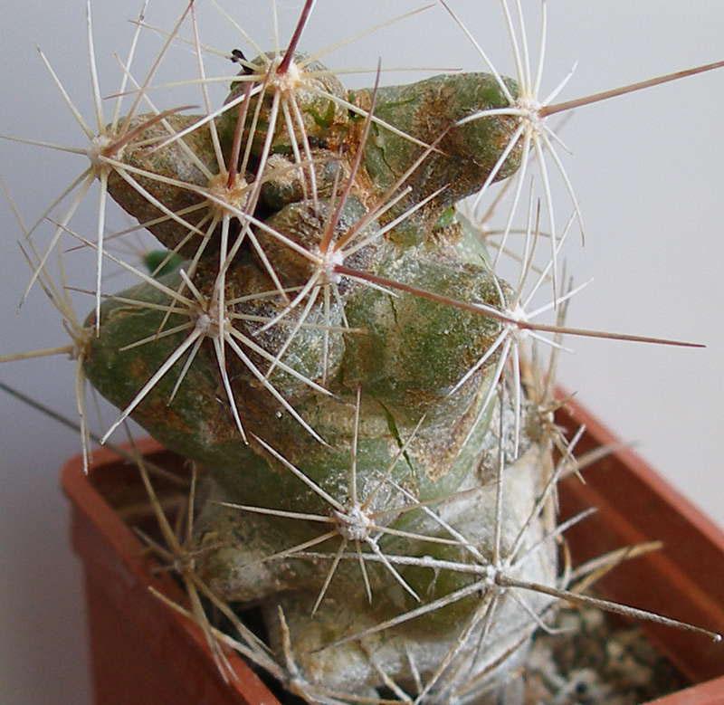 poškození kaktusů škůdci