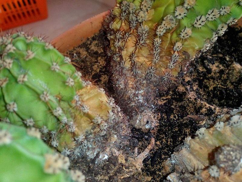 kořenová chyba na kaktusu