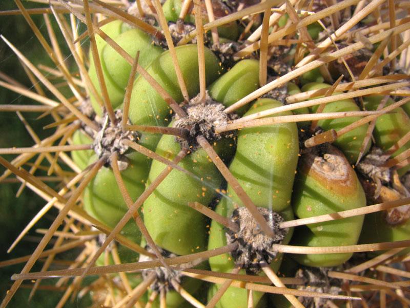 kaktusoví škůdci roztoči