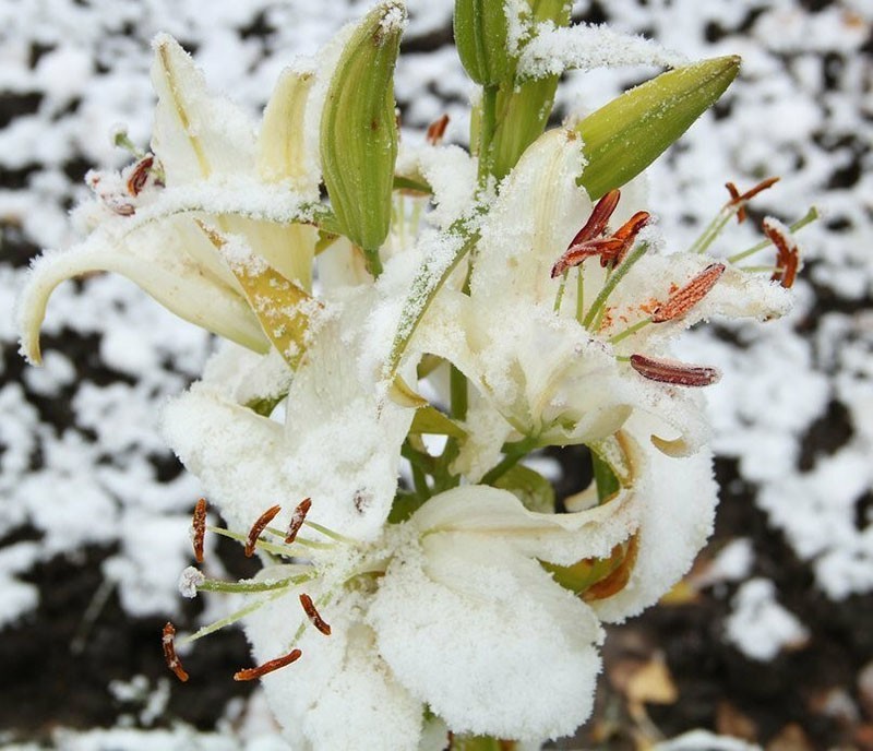 lilie pod prvním sněhem