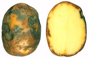 Kartoffelfäule