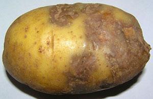 Von Krautfäule befallene Kartoffeln