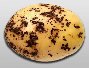 Schwarzer Schorf auf Kartoffeln