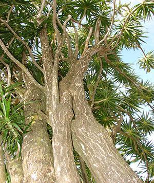 Dracaena marginata v přírodě