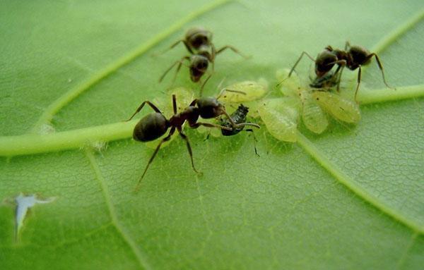 النمل يحمل حشرات المن