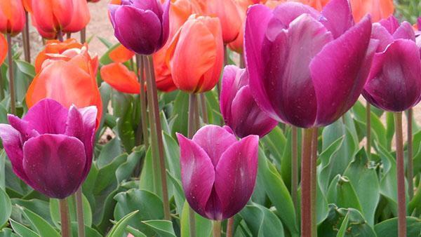 odrůdy tulipánů Demeter