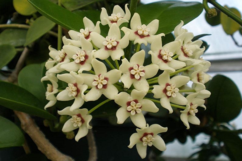Hoya - Plantas trepadoras que florecen