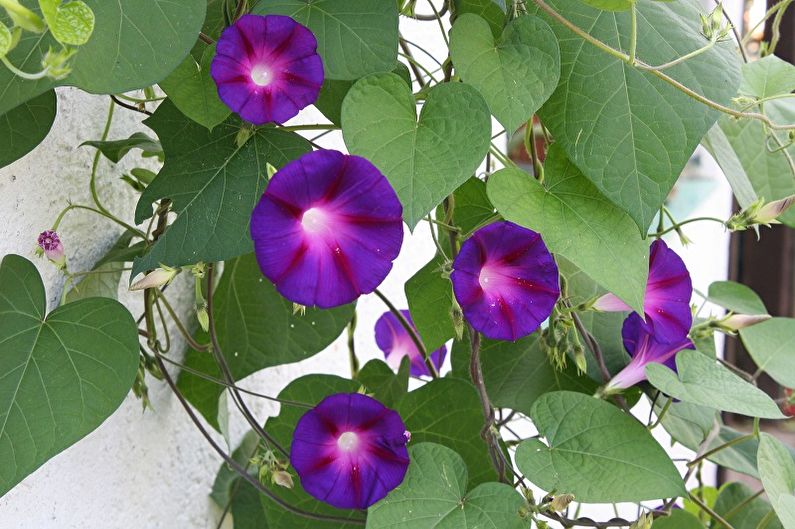 Tricolor ipoméia - Plantas de casa trepadeiras que florescem