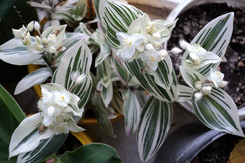 Tradescantia - popínavé izbové rastliny, ktoré kvitnú