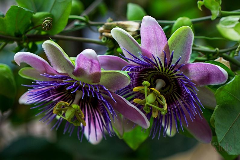 Pasiflora: plantas trepadoras de interior, especialmente enredaderas de interior exigentes