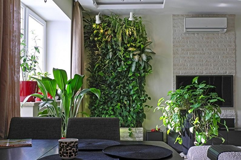 Klatring innendørs planter - foto