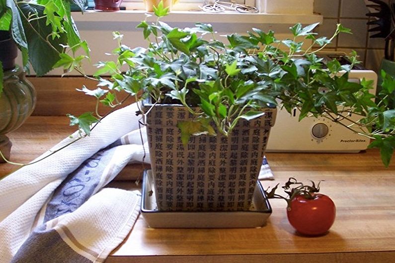 Klatring innendørs planter - foto