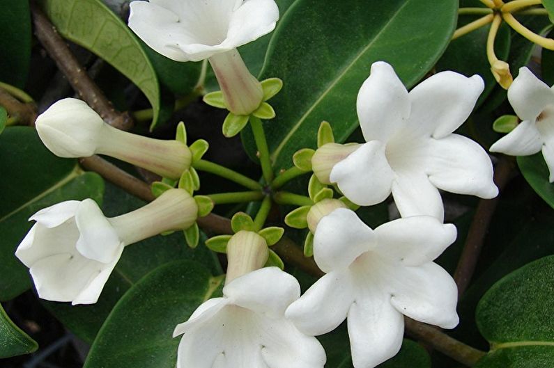 Stefanotis - Popínavé izbové rastliny, ktoré kvitnú