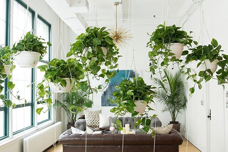 Klatring innendørs planter (75+ bilder)