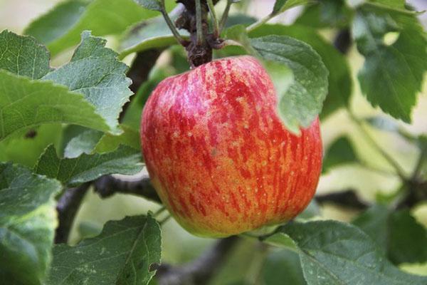 Apfelbaum Birne Moskau pflanzen und pflegen