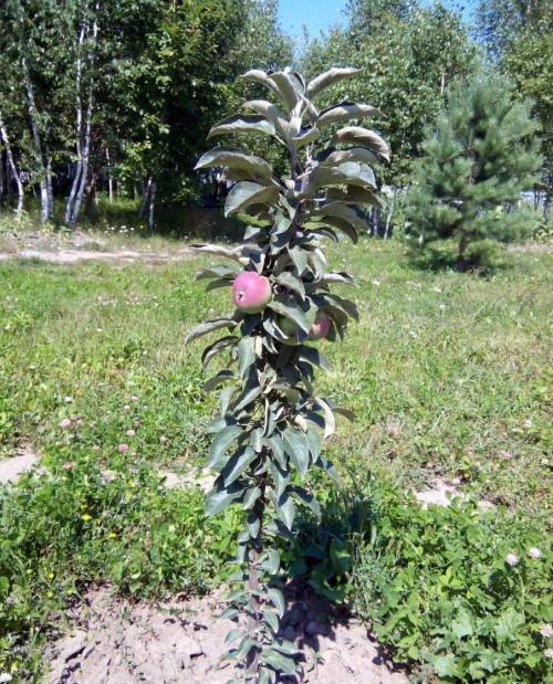 junger Apfelbaum