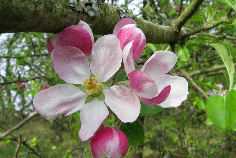 Apfelbaum Melba Blüten