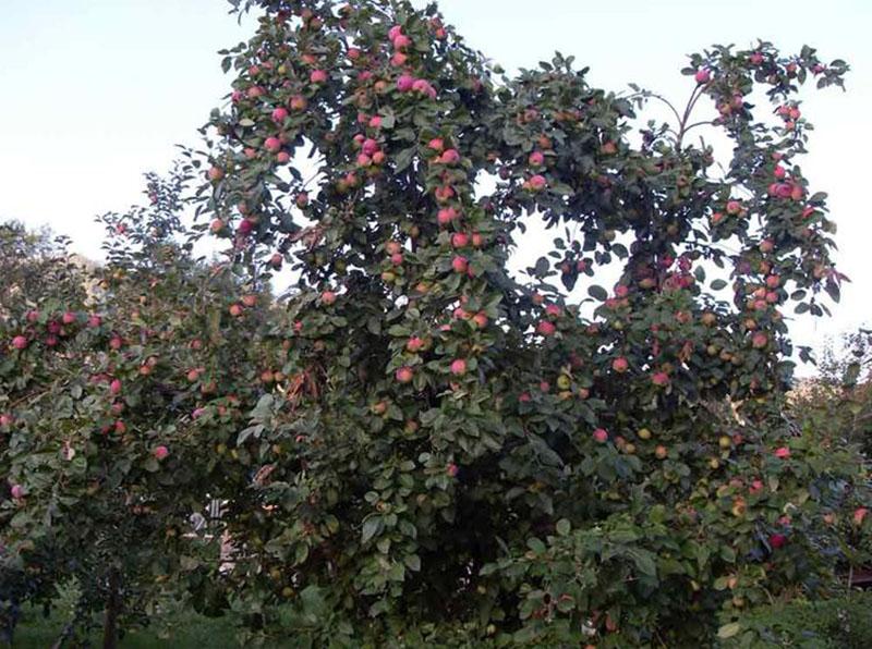 Ertrag der Apfelsorten Melba