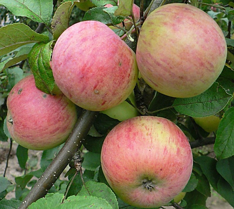 أنواع التفاح والزعفران
