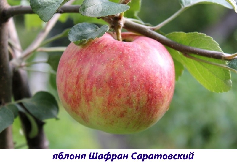 التفاح الزعفران ساراتوفسكي