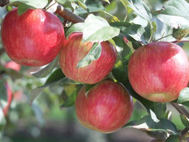 وصف متنوعة التفاح الزعفران