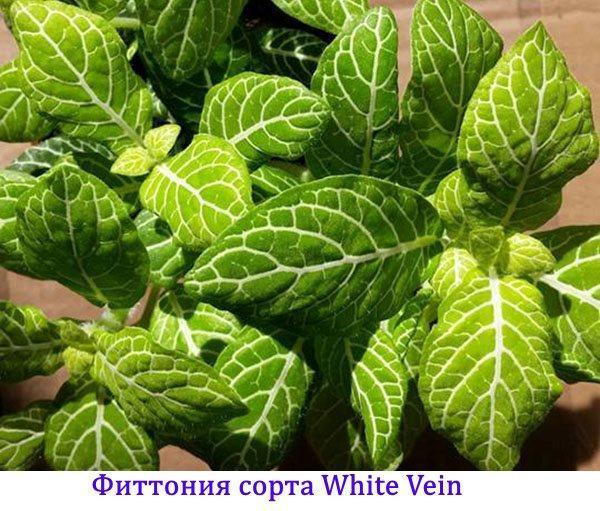 Fittonia-Sorten White Vein