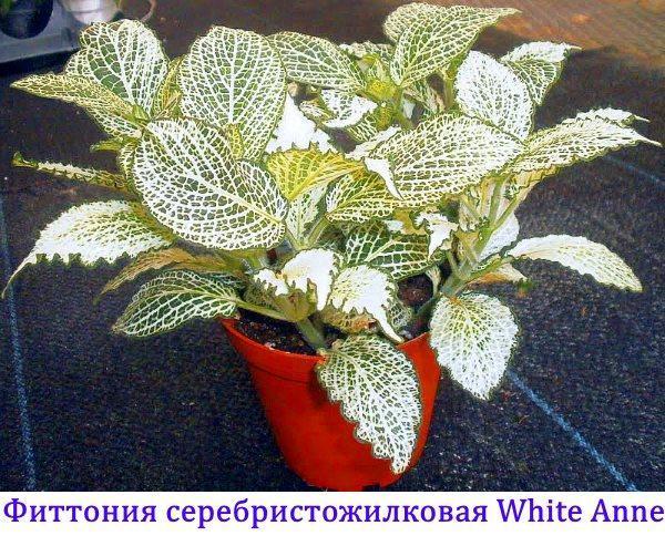 Fittonia weiß geädert weiße Anne