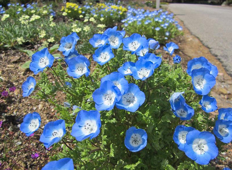 Nemophila-Blumen für Blumenbeete auf dem Land