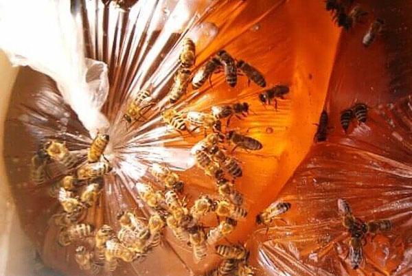 Bienen essen Zuckersirup