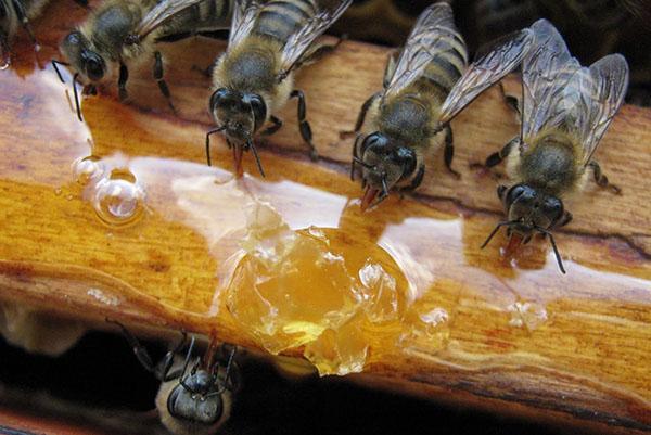 Bienen füttern im Frühjahr
