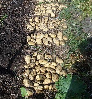 حصاد البطاطس بعد التل