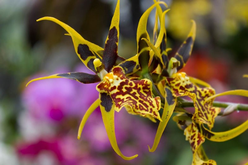 orchidej Brassia in vivo