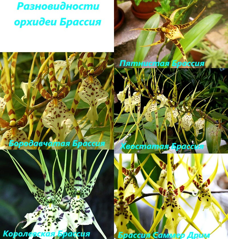 populární odrůdy orchidejí Brassia
