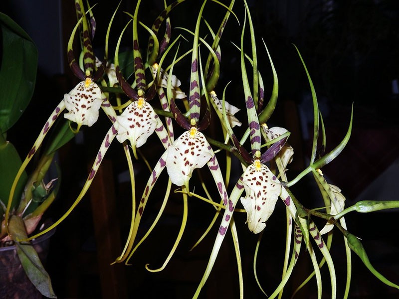 pěstování orchidejí Brassia