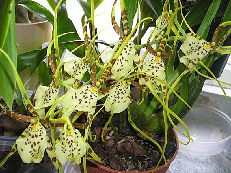 péče o orchideje po zakoupení