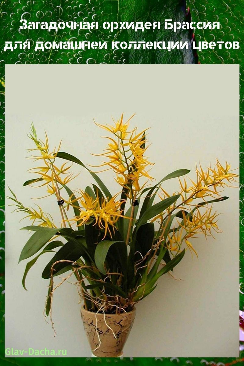 orchidejová mosaz