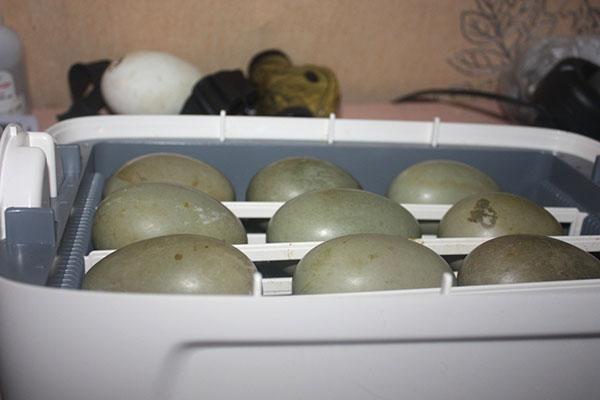 Eier werden regelmäßig auf Entwicklung überprüft.